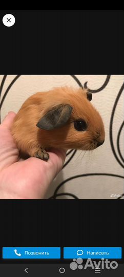 Морская свинка