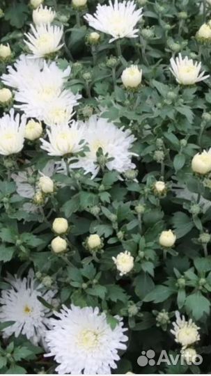 Хризантема