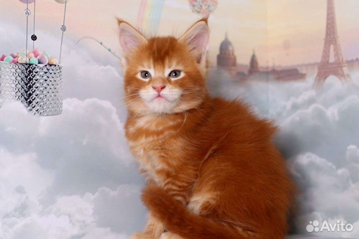 Мейн-кун шикарный солнечный котенок Питомник