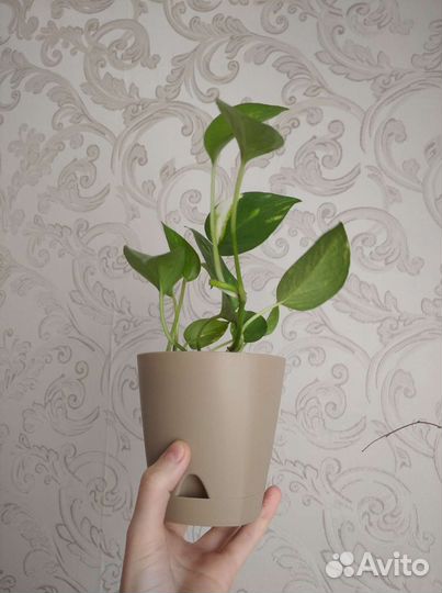 Сциндапсус