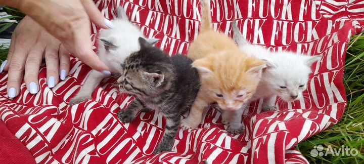 Котята в добрые руки