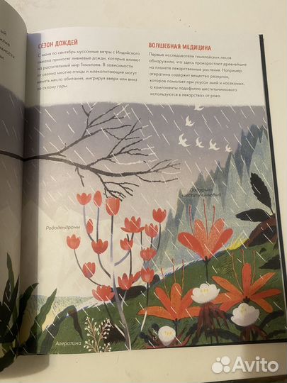 Сангма Фрэнсис Эверест