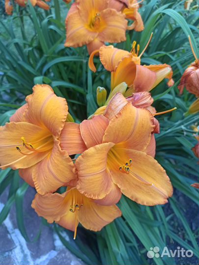 Продаю лилейники