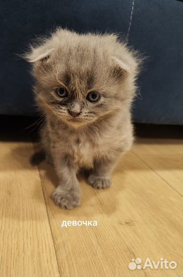 Шотландские котята