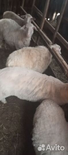 Овцы бараны