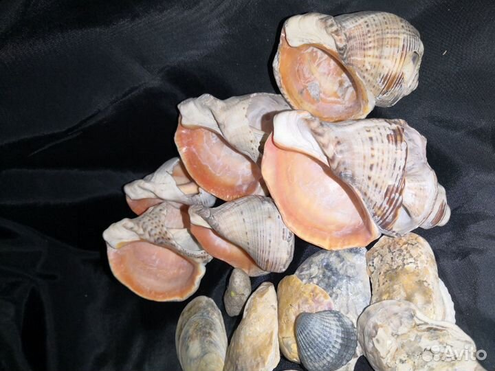 Ракушки. Комплект для аквариума