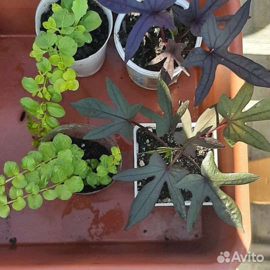 Ипомея батат