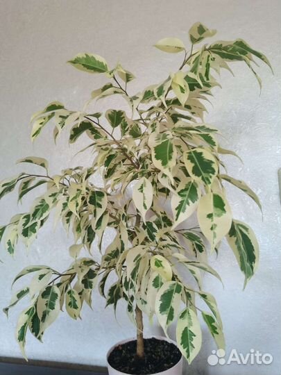Фикус бенджамина