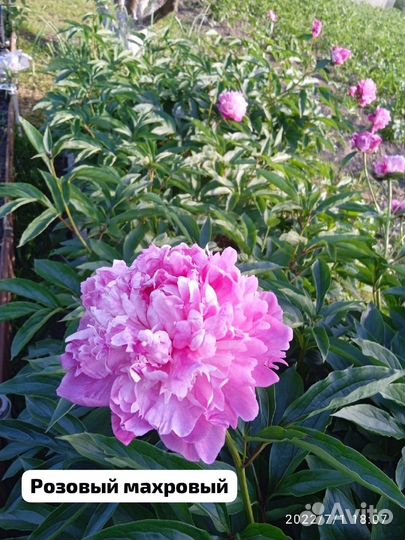 Пионы разные