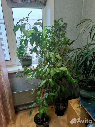 Фикус бенджамина