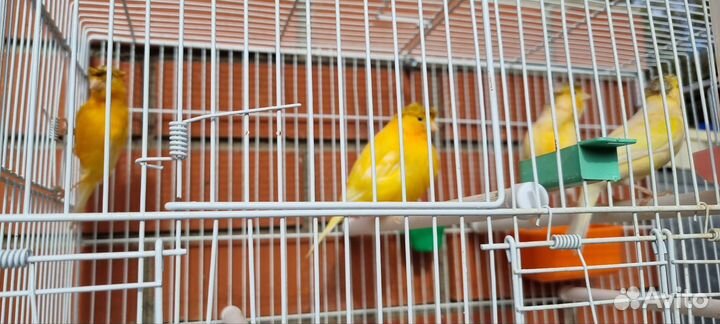 Кенор+Канорейки (в ассортименте)