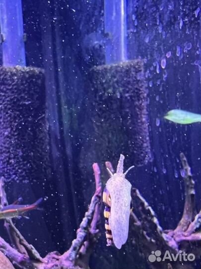 Улитка Хелена