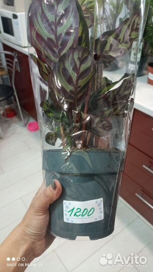 Калатея, фикус