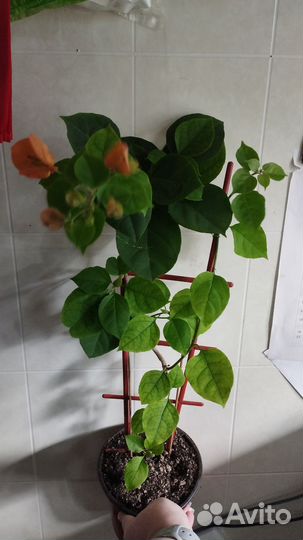 Бугенвиллеи (мандевила)