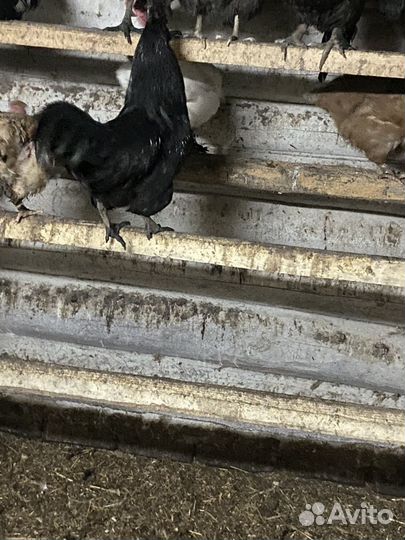 Петухи ухейиюль/аям цемани