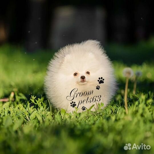 Померанский шпиц мини