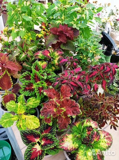 Колеусы сортовые