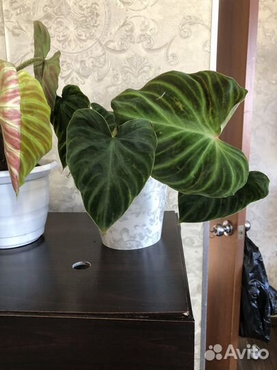 Филодедрон верукозум