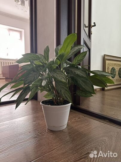 Комнатные цветы