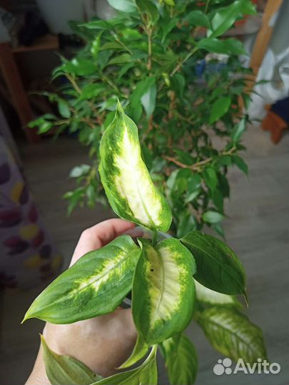 Диффенбахия камилла