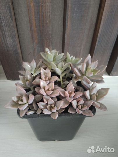 Суккуленты