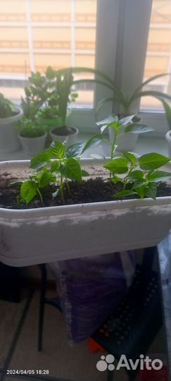 Перчик комнатный