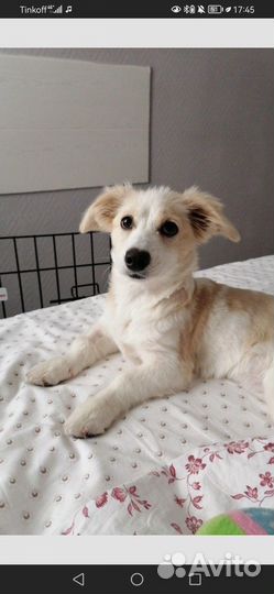 Клюха ищет жениха, Вязка японский шпиц