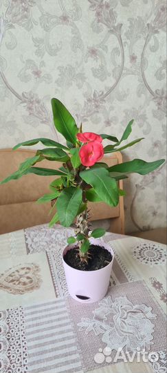 Комнатные растения цветы