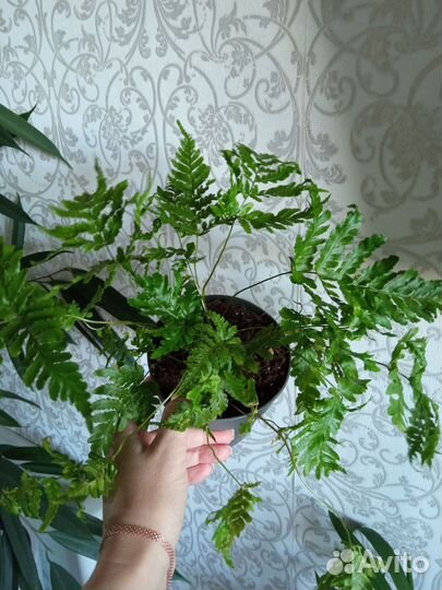 Папоротник домашний