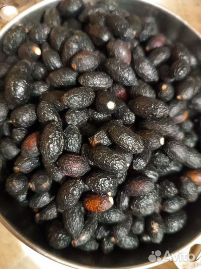 Семена лавра