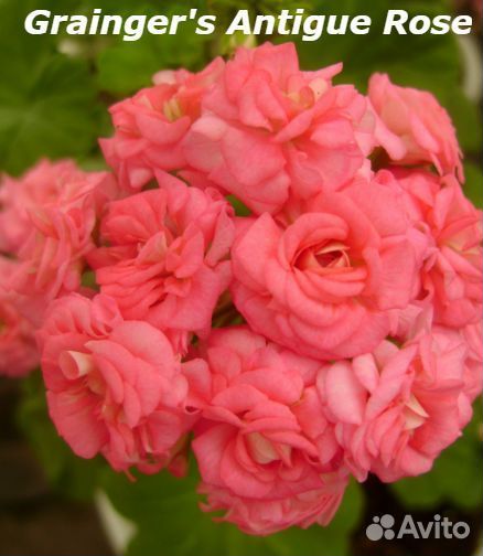 Пеларгония Grainger's Antique Rose