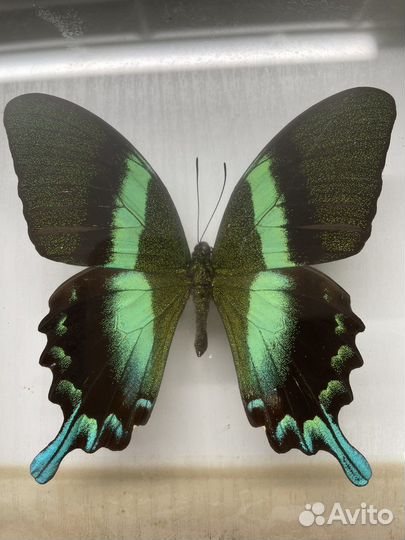 Экзотика. Бабочка.Papilio blumei