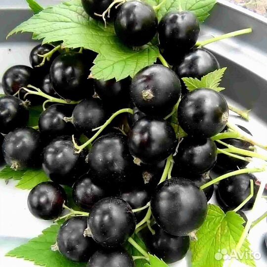 Чёрная смородина Селеченская, Сокровище