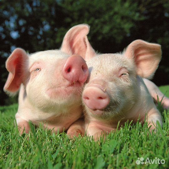 Рабочий на ферму/Вахта /Орел /104000 за вахту