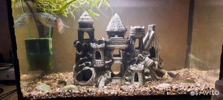 Аквариум