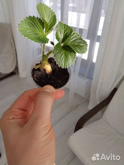 Клубника саженцы