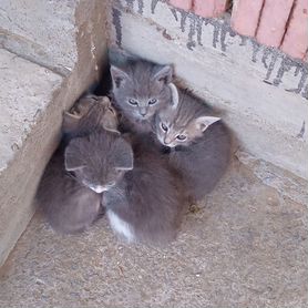 Маленькие котята серые в добрые руки бесплатно