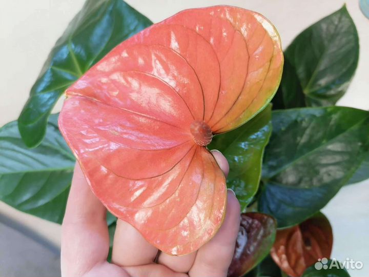 Антуриум Париж оранж