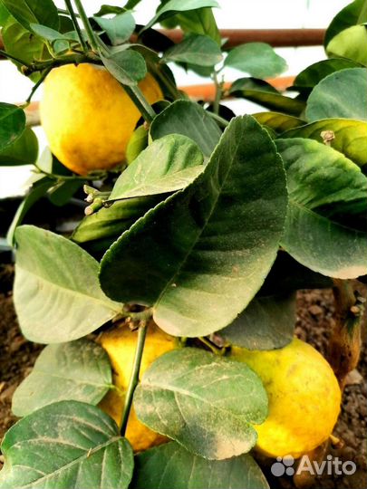 Большой выбор саженцев лимонов и лаймов
