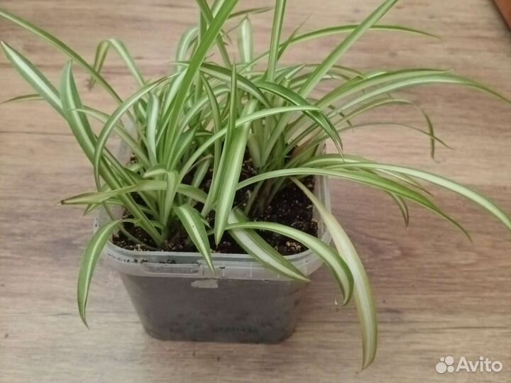 Хлорофитум