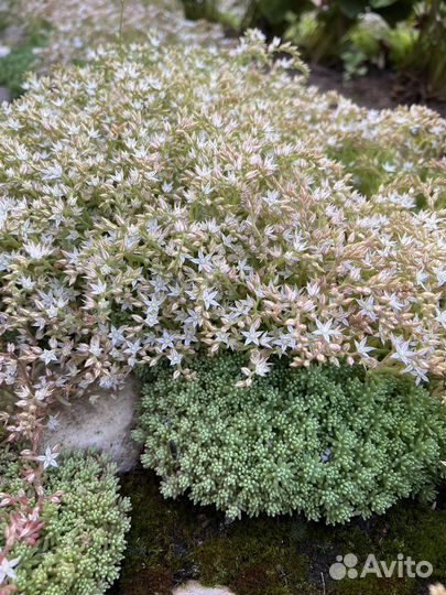 Очиток голубой, красный, зеленый