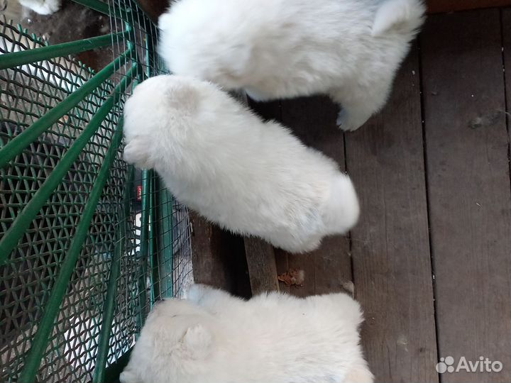 Самоедская лайка щенки