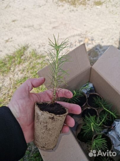 Сеянцы ели зкс