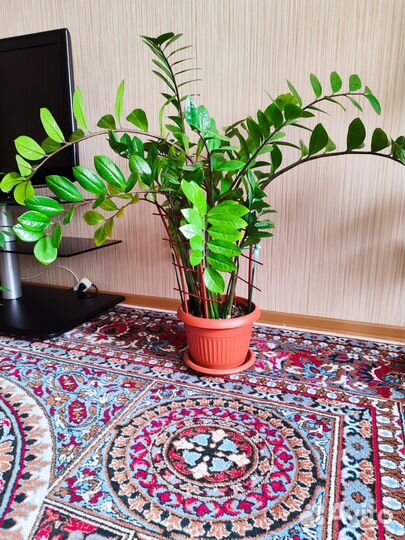 Замиокулькас