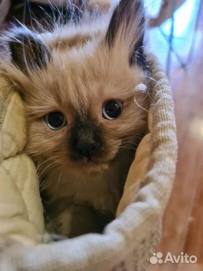 Невская маскарадная котята