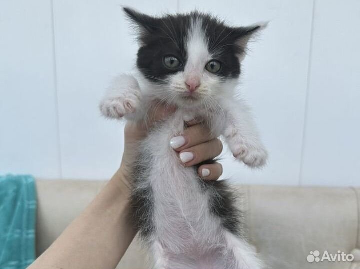 Котенок девочка 2 месяца