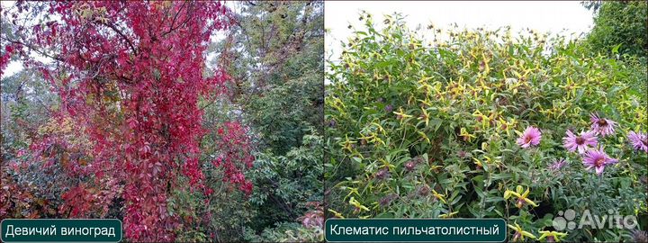 Лианы и Декоративные кустарники