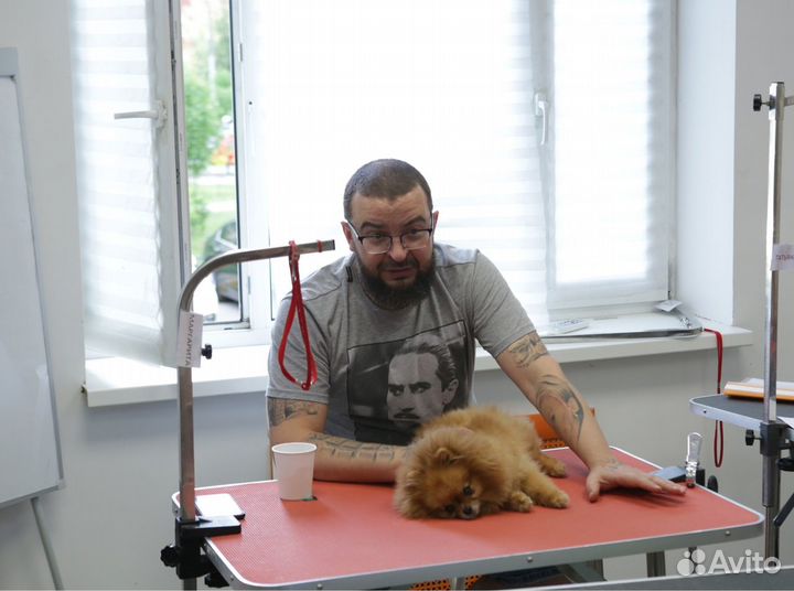 Модели на стрижку: йорк, шпиц, лабрадор и др