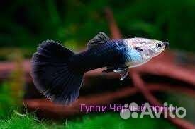 Есть новинка, вэлком