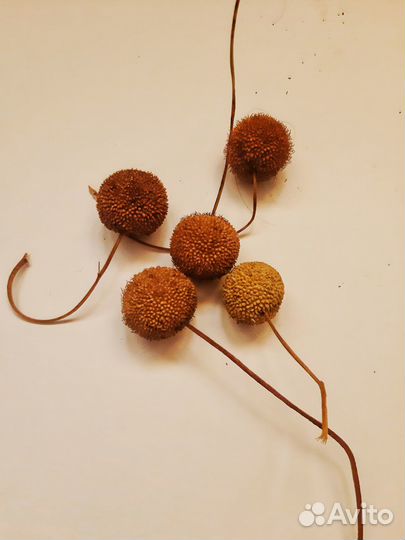 Шишки сосны, платана, магнолии и т.д